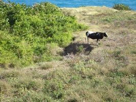 St Kitts Train Ride14